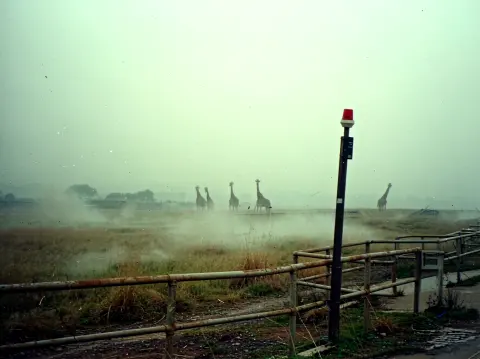 欢迎来格林岸动物园-----病菌 - 作品封面 - 谜页集